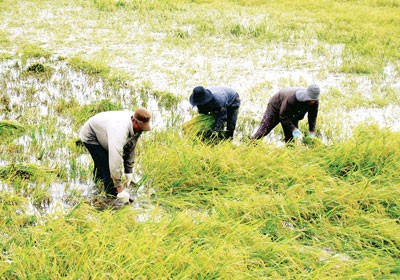 Farmers manually harvesting rain-flattened summer-autumn rice in Chau Thanh A District in Hau Giang Province (Photo: SGGP)